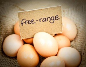 our-own-free-range-eggs